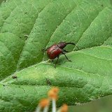 Aktu&aacute;ln&iacute; přehled ochrany zahrad, sadů a&nbsp;vinic - duben a&nbsp;květen 2020