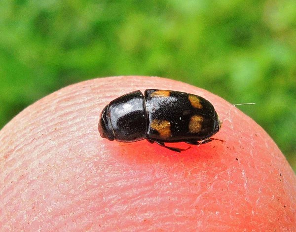 Leskn&aacute;ček čtyřskvrnn&yacute;