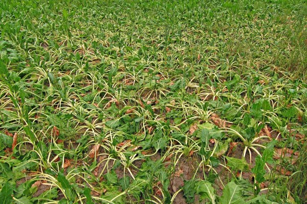 Ztr&aacute;ta turgoru u&nbsp;cukovky