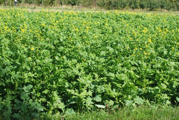 Meziplodiny maj&iacute; silnou konkurenčn&iacute; schopnost a&nbsp;potlač&iacute; plevele