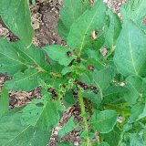 Účinnost přírodních látek při regulaci mandelinky bramborové v pásmech vodních zdrojů Účinnost přírodních látek při regulaci mandelinky bramborové v pásmech vodních zdrojů