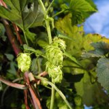 Podzimn&iacute; hnojen&iacute; chmelnic