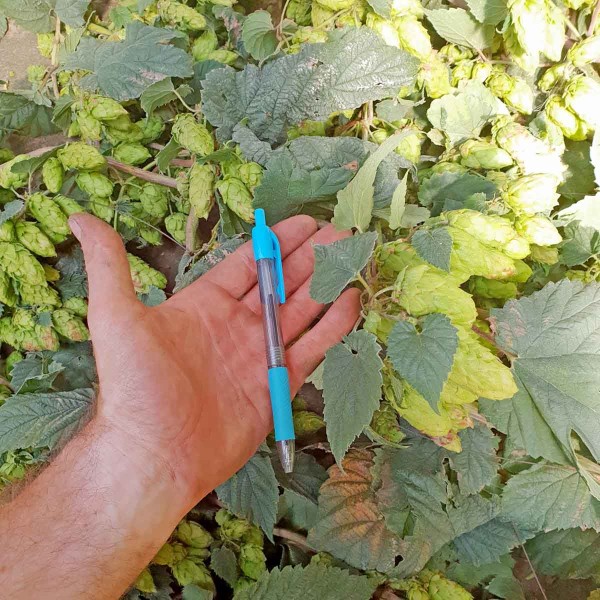 Obr. 1: Standardně narostlá chmelová hlávka odrůdy ŽPČ Obr. 1: Standardně narostlá chmelová hlávka odrůdy ŽPČ