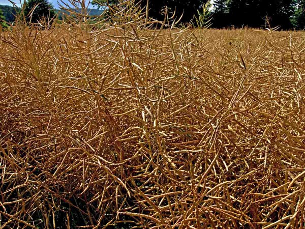 Desikovan&aacute; řepka