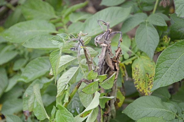 Pl&iacute;seň bramboru