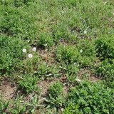 Jak zakl&aacute;dat a&nbsp;jak nezakl&aacute;dat travn&iacute; porosty