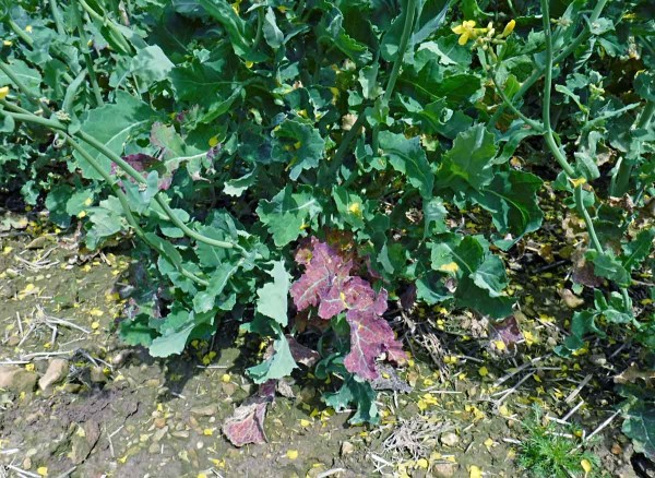 Př&iacute;znaky viru TuYV na rostlin&aacute;ch řepky