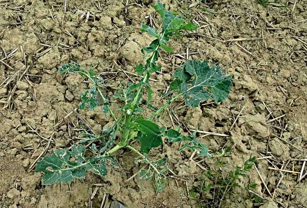 Poškození řepky slimáčky Poškození řepky slimáčky