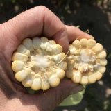 Sil&aacute;žn&iacute; porosty monitoruje NIRs i&nbsp;družice