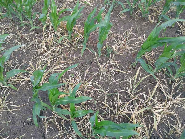 Obr. 9: Působen&iacute; herbicidu Maister Power na oves hluch&yacute;