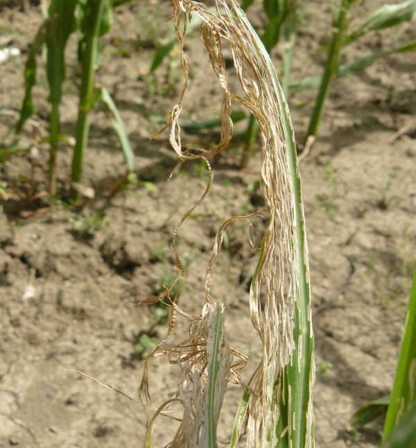 Obr. 4: B&aacute;zlivec kukuřičn&yacute; - ž&iacute;r na listech