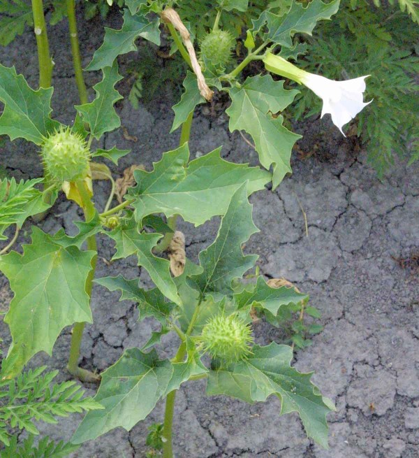 N&aacute;růst v&yacute;skytu teplomiln&yacute;ch plevelů - durman obecn&yacute; ve slunečnici