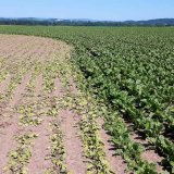 Po&scaron;kozen&iacute; poln&iacute;ch plodin v&nbsp;roce 2016