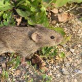 Probl&eacute;my s&nbsp;hrabo&scaron;em poln&iacute;m