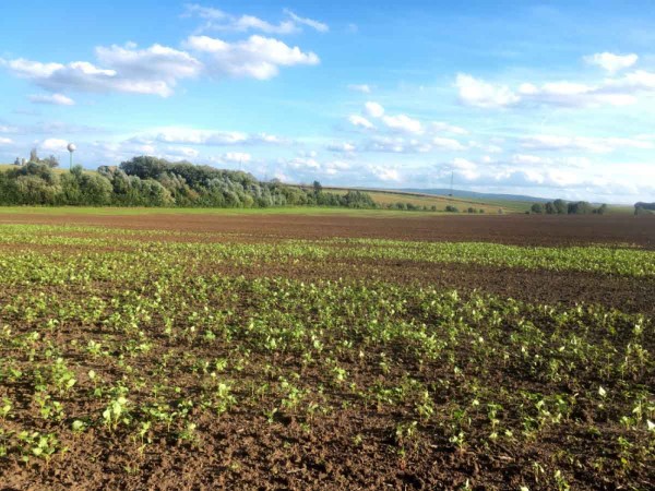 Poškození meziplodiny hraboši (meziplodina pro účely DZES 5) Poškození meziplodiny hraboši (meziplodina pro účely DZES 5)