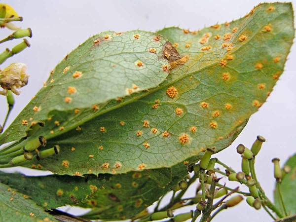 obr. 2: Aecidia na mezihostiteli - dřišťálu obr. 2: Aecidia na mezihostiteli - dřišťálu