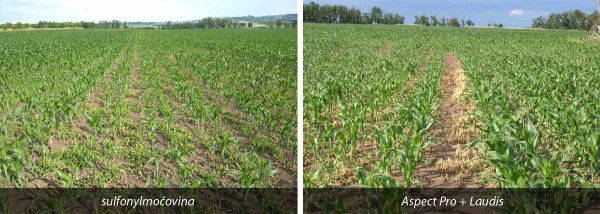 &Uacute;činek na&nbsp;tr&aacute;vy po&nbsp;10 dnech od&nbsp;aplikace 