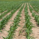 Nov&aacute; formulace osvědčen&eacute;ho pendimethalinu - Pendifin 400 SC