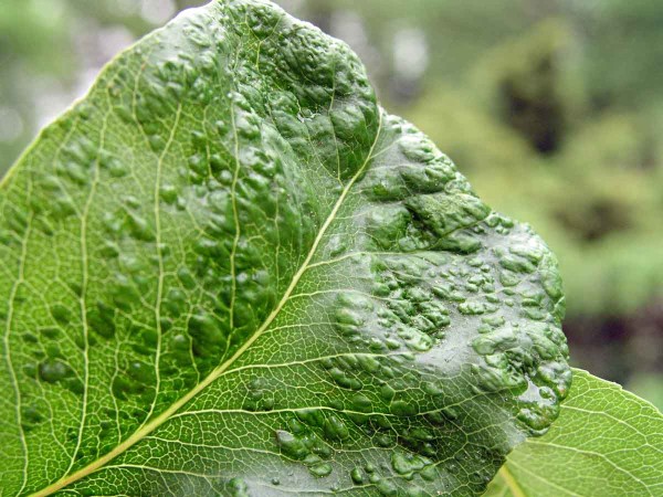 Vlnovník hrušňový Vlnovník hrušňový