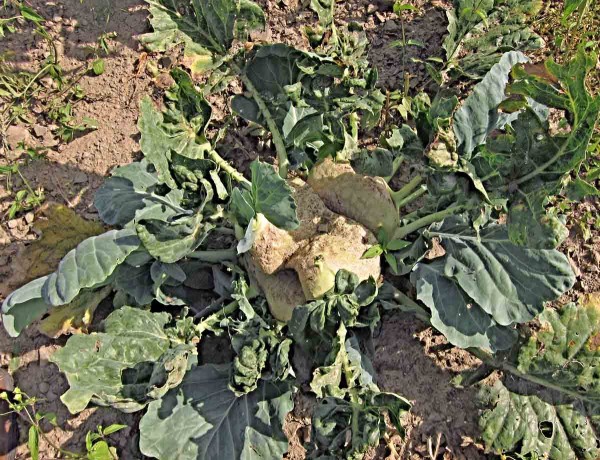 Bezsrd&eacute;čkovitost ko&scaron;ť&aacute;lovin