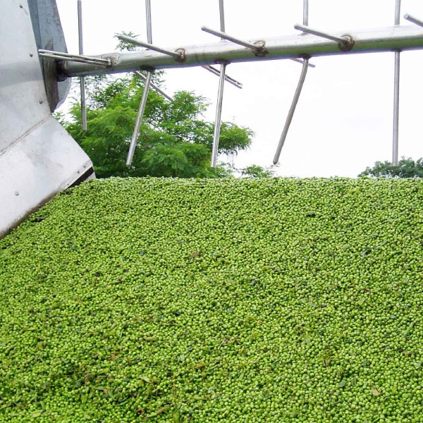 Sklizeň zeleninov&eacute;ho hrachu