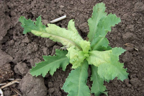 Př&iacute;znaky pl&iacute;sně m&aacute;ku