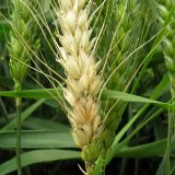 Choroby obilnin (9) - Fuzari&oacute;zy obilnin