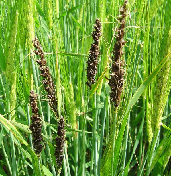 Prašná snětivost ječmene je regulována mořidly Prašná snětivost ječmene je regulována mořidly