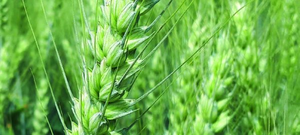 Obilniny společnosti LIDEA - zku&scaron;enosti z&nbsp;praxe