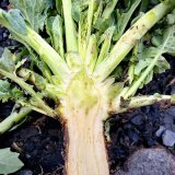 Choroby řepky a&nbsp;morforegulace na jaře