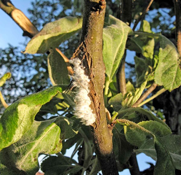 Kolonie m&scaron;ice vlnatky krvav&eacute;