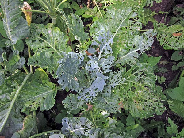 Kedlubny poškozené housenkami motýlů Kedlubny poškozené housenkami motýlů
