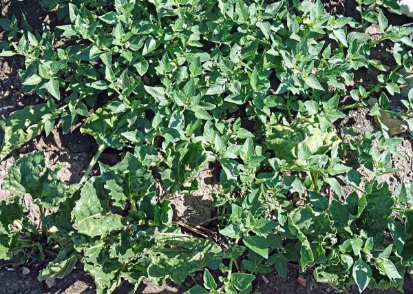 Lilek leskloplod&yacute; jako plevel v&nbsp;cukrovce