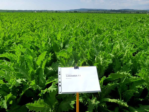 Obr. 3: Regul&aacute;tor růstu Caramba na poč&aacute;tku prodlužovac&iacute;ho růstu