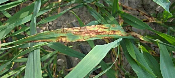 Zhodnocen&iacute; ochrany rostlin na středn&iacute; Moravě za rok 2021