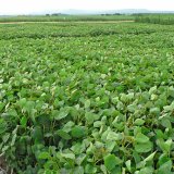 Pěstov&aacute;n&iacute; luskovin (2): S&oacute;ja - Glycine