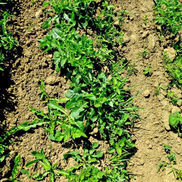 Plevele v bramborách jsou silnými konkurenty Plevele v bramborách jsou silnými konkurenty