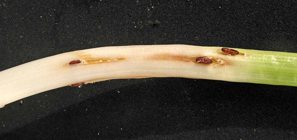 Alternariová skvrnitost brukvovitých Alternariová skvrnitost brukvovitých