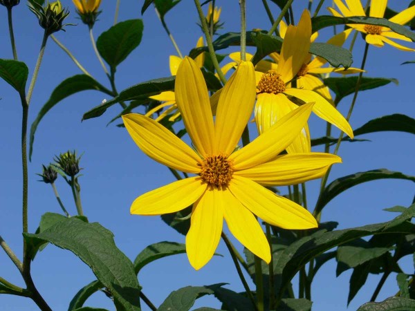 Kvety slnečnice hľuznatej