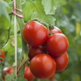 Speci&aacute;ln&iacute; ře&scaron;en&iacute; pro speci&aacute;ln&iacute; plodiny