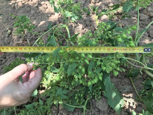 Obr. 4: Hlávky nedostatečně vyvinuté až zakrnělé Obr. 4: Hlávky nedostatečně vyvinuté až zakrnělé