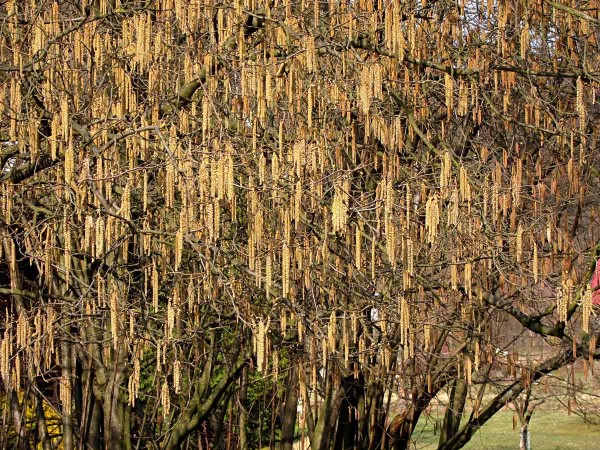 Fenofáze květu lísky obecné Fenofáze květu lísky obecné