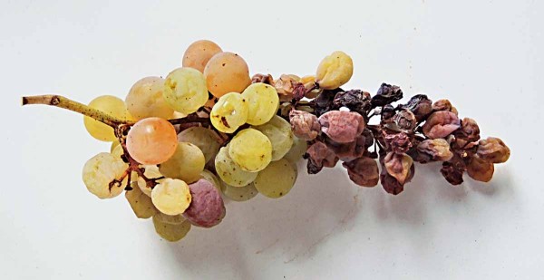 Abiotick&eacute; vadnut&iacute; hroznů