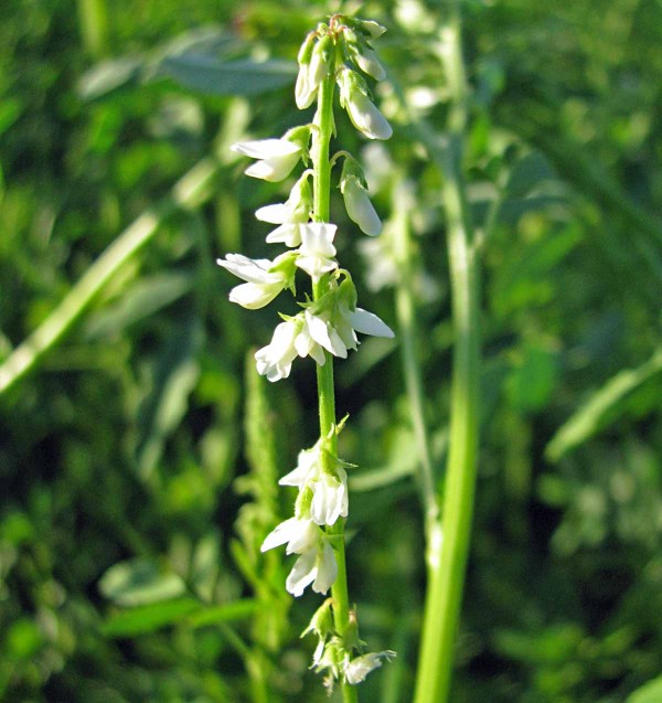 Obr. 1: Květenstv&iacute; komonice b&iacute;l&eacute;