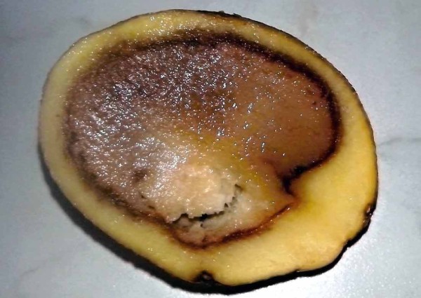 Př&iacute;znaky měkk&eacute; hniloby hl&iacute;z