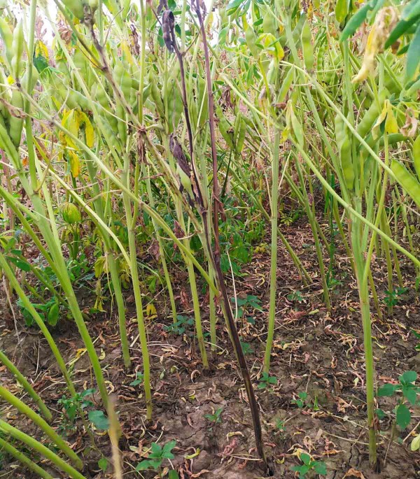 Obr. 3: Odum&iacute;r&aacute;n&iacute; rostliny po napaden&iacute; houbou Verticillium spp.