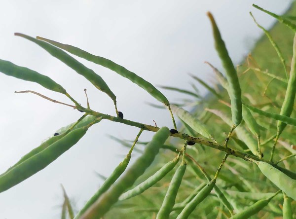 Imaga dřepč&iacute;ka olejkov&eacute;ho před letn&iacute; diapauzou 24. 6. 2021