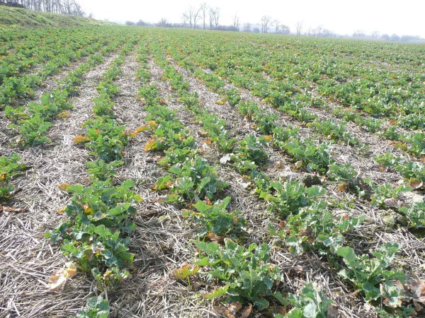 Řepka v&nbsp;p&aacute;sech po obilnině