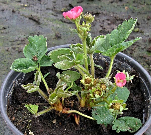 Jahodník poškozený roztočíkem jahodníkovým Jahodník poškozený roztočíkem jahodníkovým