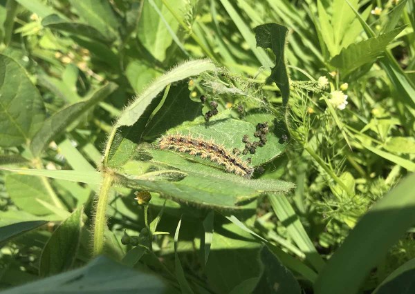 Obr. 3: H&uacute;senica bab&ocirc;čky bodliakovej
